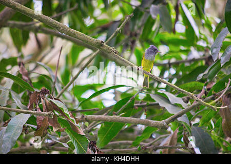 Gret guidato canarino Flycatcher, Culicicapa ceylonensis, Dudhwa Riserva della Tigre, Uttar Pradesh, India Foto Stock