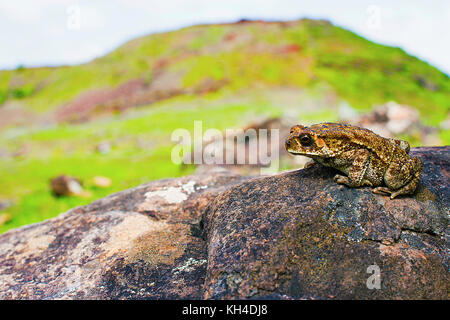 Indan toad, duttaphrynus melanostictus, saswad, distretto di Pune, Maharashtra, India Foto Stock