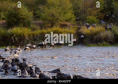 Migration-wilderbeast, Kenya, Africa Foto Stock