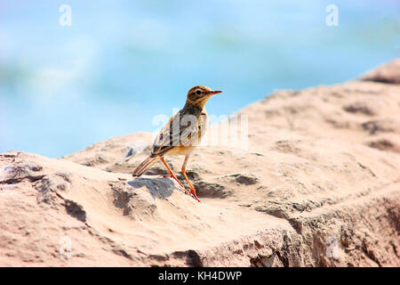 Paddyfield pipit, anthus rufulus, kanha riserva della tigre, Madhya Pradesh, India Foto Stock