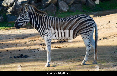 Zebra in vista di profilo in ombra Foto Stock