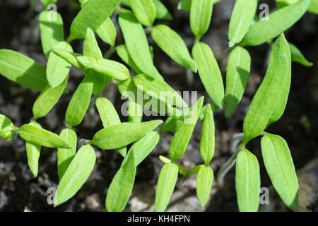 Germoglio verde crescono fuori dal suolo su sfondo scuro. Foto Stock