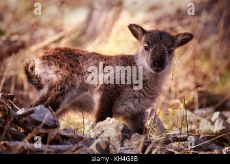 Un agnello di pecora Soay inizia ad esplorare le scogliere della gola di Cheddar per conto proprio. Foto Stock