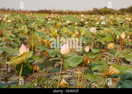 Lotus campo nelle vicinanze di siem reap, Cambogia Foto Stock