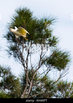 Goffin Cacatua in volo su Byron Bay, Nuovo Galles del Sud, Australia Foto Stock