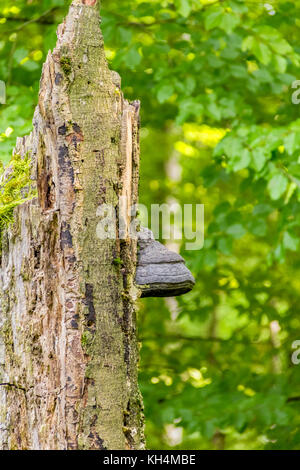 Dettaglio shot che mostra un fungo tinder su un ceppo di albero Foto Stock