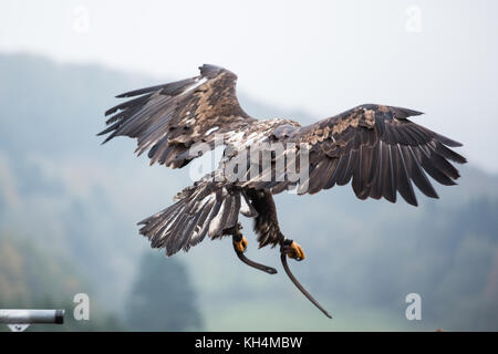 Giovane aquila calva sbarco Foto Stock