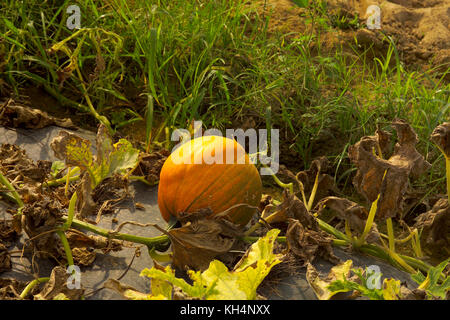 HARVEST PRONTO ZUCCA NEL CAMPO Foto Stock