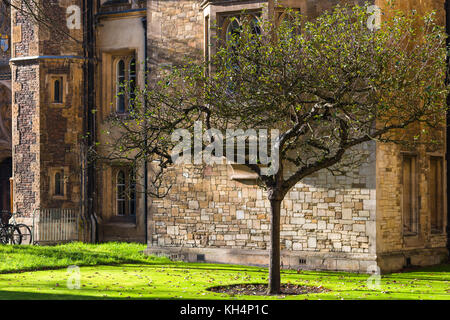 Isaac Newton Melo fra vecchie mura di pietra arenaria del Trinity College di Cambridge University edifici. Regno Unito. Foto Stock