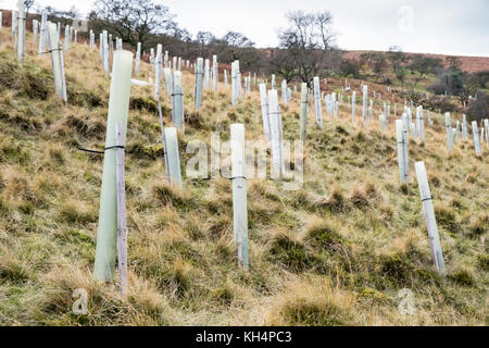 Gli alberi giovani. Recentemente piantati alberelli con struttura di protezione tubi in pvc, protezioni in plastica, su di una collina, Derbyshire, Peak District, REGNO UNITO Foto Stock