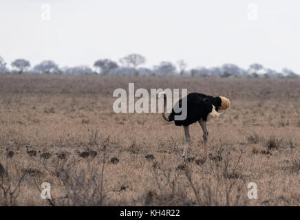 Maschio struzzo somalo (Struthio molybdophanes) con pulcini Foto Stock