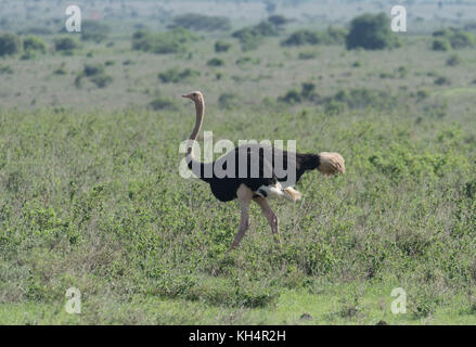 Uno struzzo comune maschile (Struthio camelus) Foto Stock