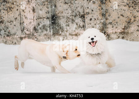 Due simpatici cani - labrador cani e samoiedo giocando ed esecuzione di outdoor in neve stagione invernale. giocoso animali domestici all'esterno. Foto Stock