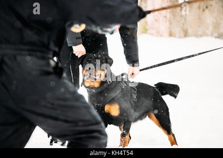 La formazione del nero di razza Rottweiler metzgerhund cane adulto. attacco e difesa. stagione invernale Foto Stock