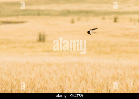 Casa comune martin swallow wild bird volando sul campo con il grano. Foto Stock