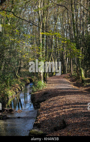 Un ruscello fluviale e un sentiero in un autunnale Tehidy Country Park Cornwall UK. Foto Stock