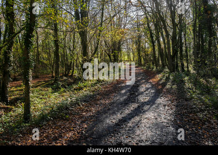 Un sentiero in un autunnale Tehidy Country Park Cornwall UK. Foto Stock