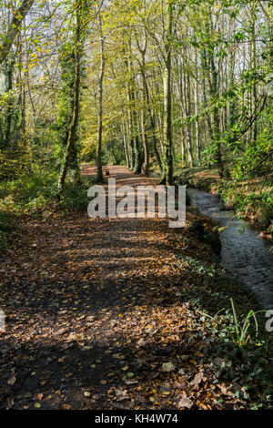 Foglie autunnali nel Tehidy Country Park Cornwall UK. Foto Stock