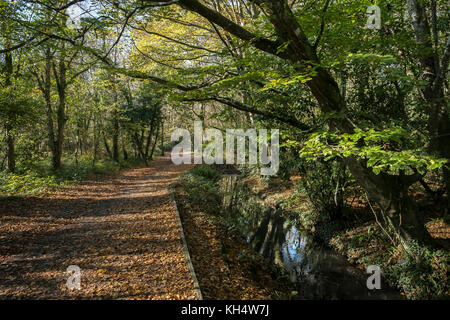 Un sentiero e un fiume ruscello in un autunnale Tehidy Country Park Cornwall UK. Foto Stock