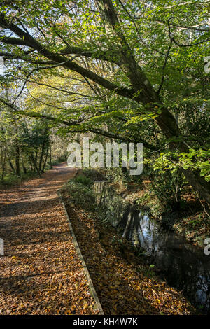 Un sentiero e un fiume ruscello in un autunnale Tehidy Country Park Cornwall UK. Foto Stock