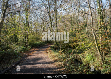 Un sentiero in un autunnale Tehidy Country Park Cornwall UK. Foto Stock