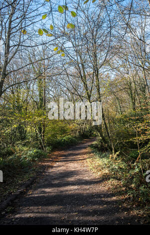 Un sentiero in un autunnale Tehidy Country Park Cornwall UK. Foto Stock