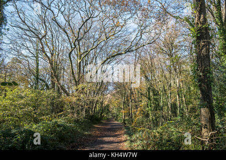 Un sentiero in un autunnale Tehidy Country Park Cornwall UK. Foto Stock