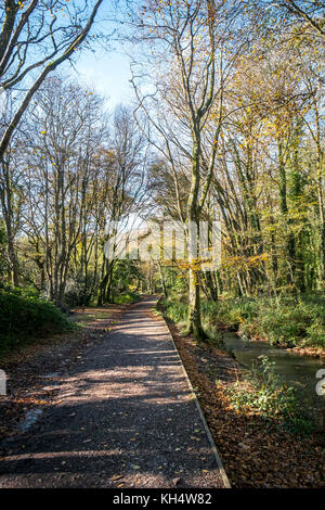 Un sentiero in un autunnale Tehidy Country Park Cornwall UK. Foto Stock