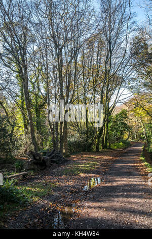 Un sentiero in un autunnale Tehidy Country Park Cornwall UK. Foto Stock