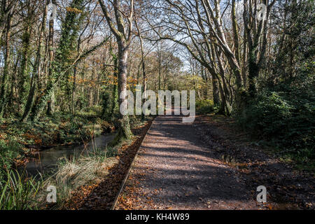 Un sentiero in un autunnale Tehidy Country Park Cornwall UK. Foto Stock