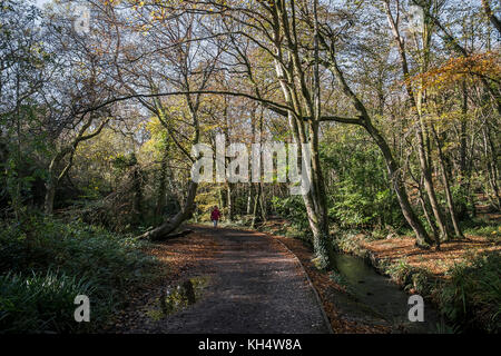 Un sentiero in un autunnale Tehidy Country Park Cornwall UK. Foto Stock