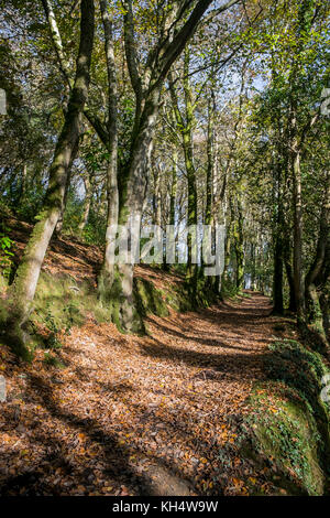 Foglie autunnali che coprono un sentiero nel Tehidy Country Park Cornwall UK. Foto Stock