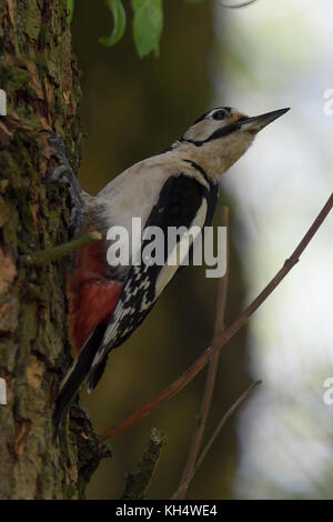 Maggiore / picchio rosso maggiore ( Dendrocopos major ), appollaiato su un lato di un albero, girando la testa, guardando indietro, nella tipica posa, l'Europa. Foto Stock