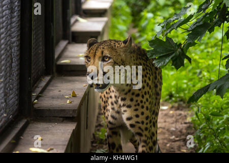 Leopard in una gabbia di puma estate 2017 Foto Stock