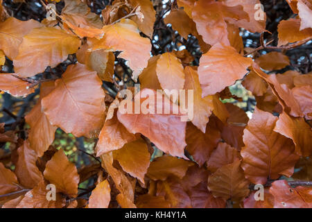 Faggio Fagus sylvatica. Foglie autunnali su una siepe, Fagus sillvatica Foto Stock