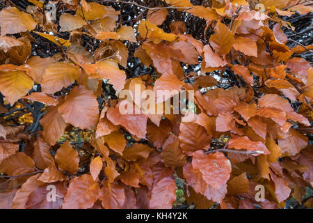 Faggio Fagus sylvatica. Foglie autunnali su una siepe, Fagus sillvatica Foto Stock