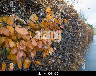 Faggio Fagus sylvatica. Alcune foglie di autunno lasciato su una lunga siepe Foto Stock