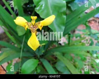 Splendida fioritura mattina orchidea gialla Foto Stock