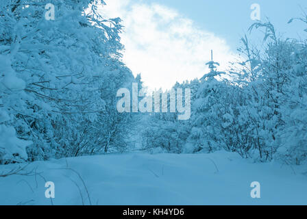 Inverno Sci nel Vermont. alberi e terra completamente coperto di neve Foto Stock