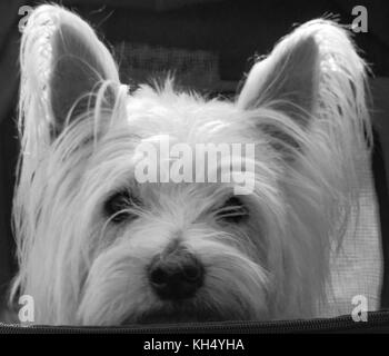 Ritratto in bianco e nero di un carino West Highland White Terrier (westie) il cane Foto Stock