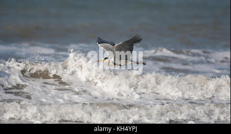 Selvatico, costiero britannico airone grigio (Ardea cinerea) isolato in volo, ali si diffondati in alto, collo retratto, volare basso attraverso un mare instabile. Foto Stock