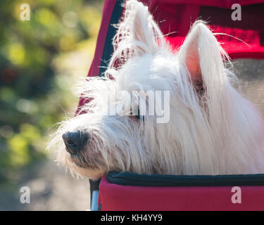 Carino West Highland terrier (westie) il cane in pet stoller (PRAM) gode di una corsa nel parco Foto Stock