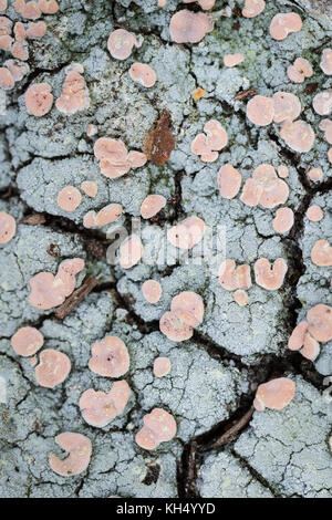 Icmadophila ericetorum Lichen a Abernethy forest nelle Highlands della Scozia. Foto Stock