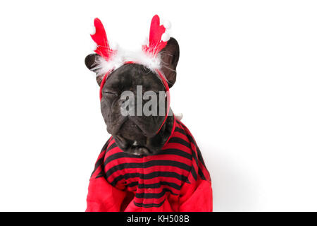 Brindle bulldog francese in abbigliamento natale Foto Stock