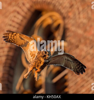 Eagle Owl / Uhu ( Bubo bubo ) maschio adulto, che vola di fronte ad una vecchia chiesa, in ambiente urbano, calda luce notturna, fauna selvatica, Europa. Foto Stock