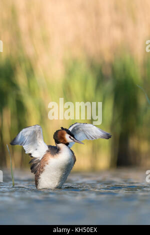 Grande grebe crestato / Haubentaucher ( Podiceps cristatus ) allevamento, che si allunga fuori dell'acqua, flapping le sue ali, tipico habiat, Europa. Foto Stock