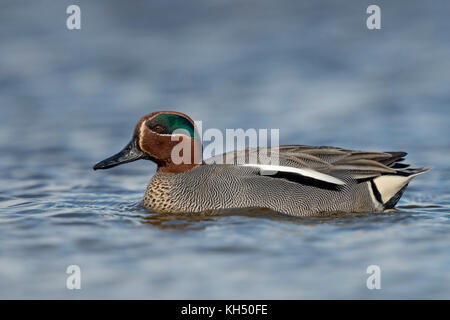 Teal / krickente ( Anas crecca ), anatra più piccolo in Europa, maschio, Drake in un colorato abito di allevamento, nuoto nelle vicinanze, bella vista laterale, l'Europa. Foto Stock