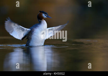 Grande greta crestato ( Podiceps cristatus ) che si stende dall'acqua, che batte le ali, curandosi del suo piumaggio, bell'umore, Europa. Foto Stock