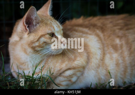 Primo piano di una bellezza lo zenzero cat seduto davanti Foto Stock