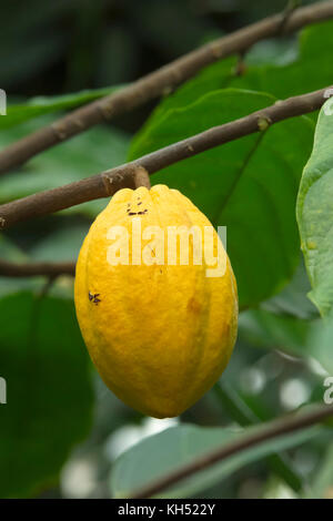 Albero di cacao (Theobroma cacao) con semi di cacao Cialde crescente presso il Conservatorio di Stato GIARDINO BOTANICO, Atene, GA semi di cacao sono la fonte o Foto Stock